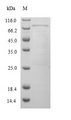 Cyp3a13 Protein - (Tris-Glycine gel) Discontinuous SDS-PAGE (reduced) with 5% enrichment gel and 15% separation gel.