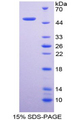 DLK1 / Pref-1 Protein - Recombinant Delta Like 1 Homolog By SDS-PAGE