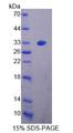 DNAJC2 / ZRF1 Protein - Recombinant Zuotin Related Factor 1 By SDS-PAGE