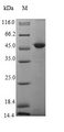 EGFL8 / NG3 Protein - (Tris-Glycine gel) Discontinuous SDS-PAGE (reduced) with 5% enrichment gel and 15% separation gel.
