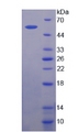 F10 / Factor X Protein - Recombinant  Coagulation Factor X By SDS-PAGE