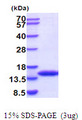 FKBP1A / FKBP12 Protein