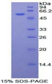 FOXP3 Protein - Recombinant Forkhead Box Protein P3 By SDS-PAGE