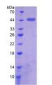 FUT8 Protein - Recombinant  Fucosyltransferase 8 By SDS-PAGE