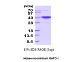 GAPDH Protein - GAPDH, mouse recombinant