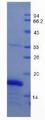 GDF1 Protein - Recombinant Growth Differentiation Factor 1 By SDS-PAGE