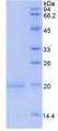 GDF15 Protein - Recombinant Growth Differentiation Factor 15 By SDS-PAGE