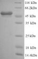 GFAP Protein - (Tris-Glycine gel) Discontinuous SDS-PAGE (reduced) with 5% enrichment gel and 15% separation gel.