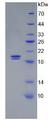 GYPA / CD235a / Glycophorin A Protein - Recombinant Glycophorin A By SDS-PAGE