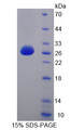 HAP1 Protein - Recombinant  Huntingtin Associated Protein 1 By SDS-PAGE