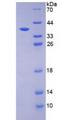 HDC / Histidine Decarboxylase Protein - Recombinant Histidine Decarboxylase By SDS-PAGE