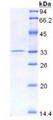 HMG1 / HMGB1 Protein - Recombinant High Mobility Group Protein 1 By SDS-PAGE
