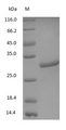 Mouse IgG Fc Protein - (Tris-Glycine gel) Discontinuous SDS-PAGE (reduced) with 5% enrichment gel and 15% separation gel.