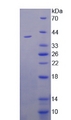 IL22RA1 / IL22R Protein - Recombinant  Interleukin 22 Receptor By SDS-PAGE