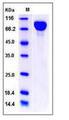IL6ST / CD130 / gp130 Protein