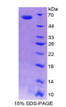 INHBE / Activin Protein - Recombinant Inhibin Beta E By SDS-PAGE