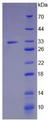 JAG1 / Jagged 1 Protein - Recombinant Jagged 1 Protein By SDS-PAGE