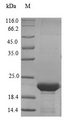 Lcn5 / Lipocalin 5 Protein - (Tris-Glycine gel) Discontinuous SDS-PAGE (reduced) with 5% enrichment gel and 15% separation gel.