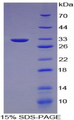 LIPG / Endothelial Lipase Protein - Recombinant Lipase, Endothelial By SDS-PAGE