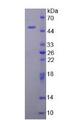 LL37 / Cathelicidin Protein - Recombinant Cathelicidin Antimicrobial Peptide By SDS-PAGE