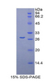 LOXL1 Protein - Recombinant Lysyl Oxidase Like Protein 1 By SDS-PAGE