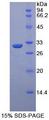 MAP3K5 / ASK1 Protein - Recombinant Apoptosis Signal Regulating Kinase 1 By SDS-PAGE
