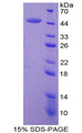 MMP3 Protein - Recombinant Matrix Metalloproteinase 3 By SDS-PAGE