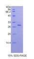 MYD88 Protein - Recombinant Myeloid Differentiation Factor 88 By SDS-PAGE