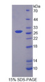MYLK2 Protein - Recombinant Myosin Light Chain Kinase 2 By SDS-PAGE