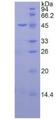 NRG1 / Heregulin / Neuregulin Protein - Recombinant Neuregulin 1 By SDS-PAGE