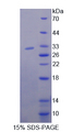 NUP85 / Pericentrin 1 Protein - Recombinant  porin 85kDa By SDS-PAGE