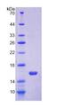 OCLN / Occludin Protein - Recombinant Occludin By SDS-PAGE