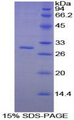 PAFAH1B3 Protein - Recombinant Platelet Activating Factor Acetylhydrolase Ib3 By SDS-PAGE