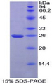 PICK1 Protein - Recombinant Protein Interacting With Protein Kinase C Alpha 1 By SDS-PAGE