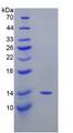PTGS2 / COX2 / COX-2 Protein - Recombinant Prostaglandin Endoperoxide Synthase 2 By SDS-PAGE