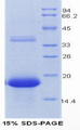 REG3G Protein - Recombinant Regenerating Islet Derived Protein 3 Gamma By SDS-PAGE