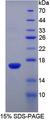 RNASE3 Protein - Recombinant Ribonuclease A3 By SDS-PAGE