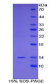 RSPO1 / RSPO Protein - Recombinant R-Spondin 1 By SDS-PAGE