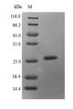SAP130 Protein - (Tris-Glycine gel) Discontinuous SDS-PAGE (reduced) with 5% enrichment gel and 15% separation gel.