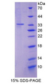 SIRT2 / Sirtuin 2 Protein - Recombinant Sirtuin 2 By SDS-PAGE