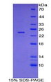 SPON1 / F-Spondin Protein - Recombinant Spondin 1 By SDS-PAGE