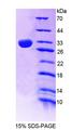 SPR Protein - Recombinant  Sepiapterin Reductase By SDS-PAGE