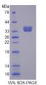 TCEA3 Protein - Recombinant Transcription Elongation Factor A3 (TCEA3) by SDS-PAGE