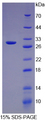 TF / Transferrin Protein - Recombinant Transferrin By SDS-PAGE