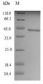 TLR7 / CD287 Protein - (Tris-Glycine gel) Discontinuous SDS-PAGE (reduced) with 5% enrichment gel and 15% separation gel.