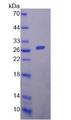 TMEM173 / STING Protein - Recombinant  Transmembrane Protein 173 By SDS-PAGE