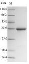TMEM27 / Collectrin Protein - (Tris-Glycine gel) Discontinuous SDS-PAGE (reduced) with 5% enrichment gel and 15% separation gel.