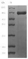 TMPRSS15 / Enterokinase Protein - (Tris-Glycine gel) Discontinuous SDS-PAGE (reduced) with 5% enrichment gel and 15% separation gel.