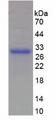 TNFRSF14 / CD270 / HVEM Protein - Recombinant Tumor Necrosis Factor Receptor Superfamily, Member 14 By SDS-PAGE