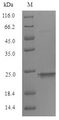 TREM2 / TREM-2 Protein - (Tris-Glycine gel) Discontinuous SDS-PAGE (reduced) with 5% enrichment gel and 15% separation gel.